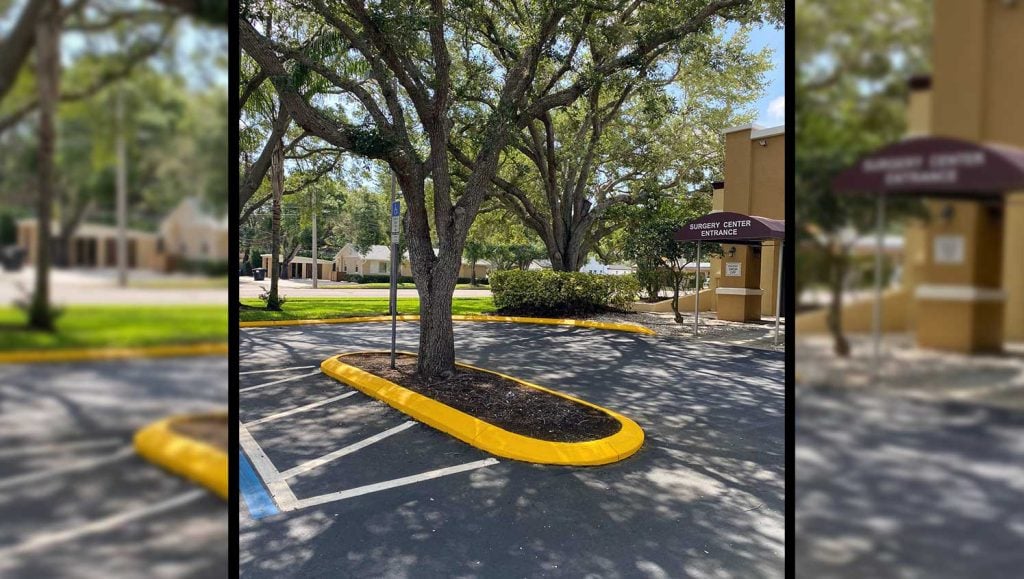 new curb painting around a tree
